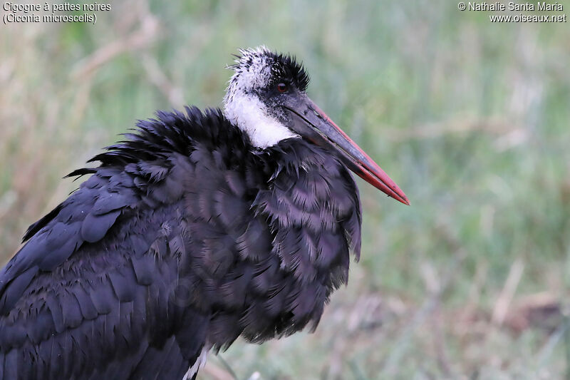 Cigogne à pattes noiresadulte, portrait