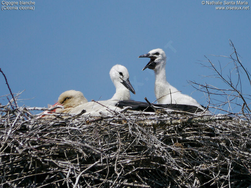 Cigogne blanche, identification, habitat, Nidification, Comportement