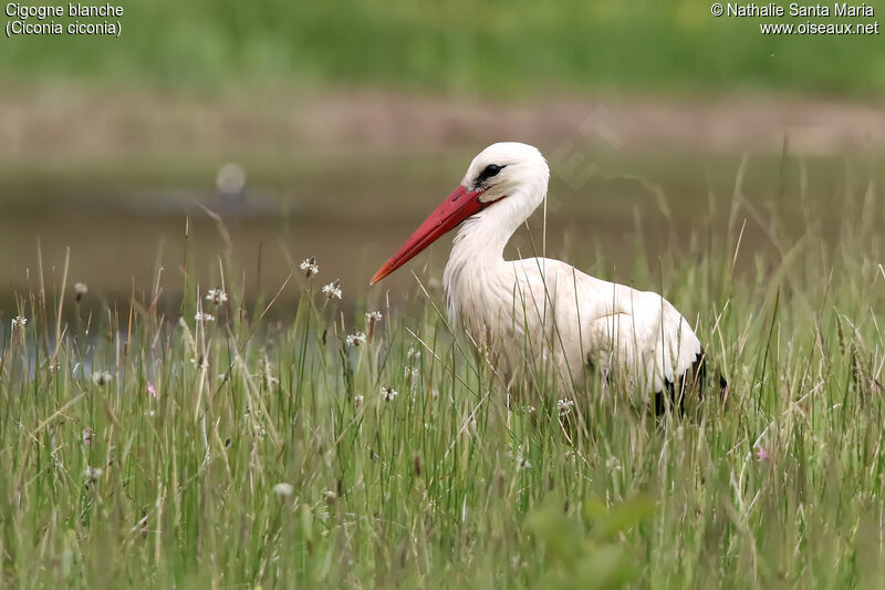 Cigogne blancheadulte, identification