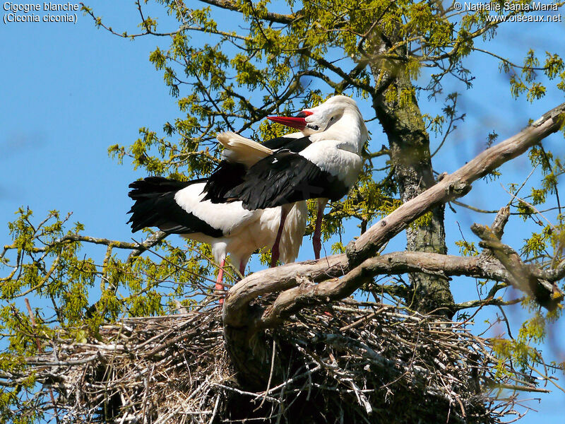 Cigogne blancheadulte nuptial, parade, Nidification, Comportement