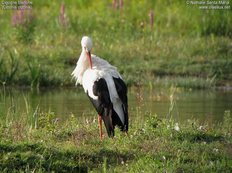 Cigogne blancheadulte, identification, habitat, soins, Comportement