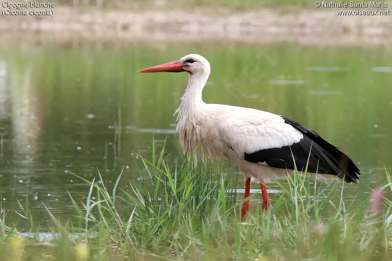 White Storkadult, identification