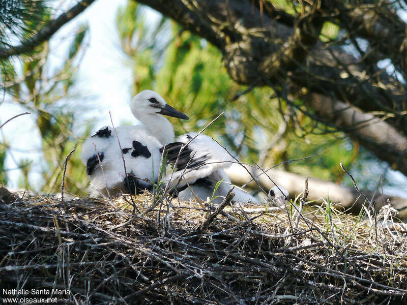 Cigogne blanchePoussin, identification, Nidification