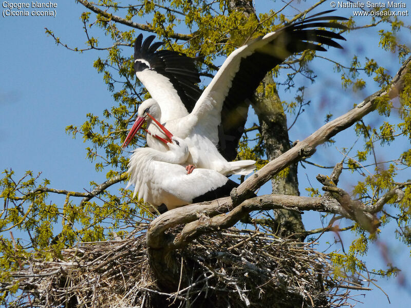 Cigogne blancheadulte nuptial, accouplement., Nidification, Comportement