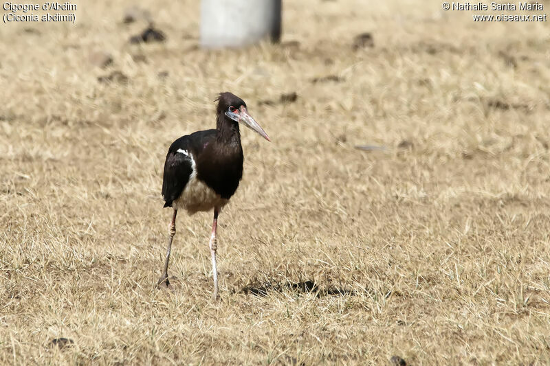 Cigogne d'Abdimadulte, habitat, marche