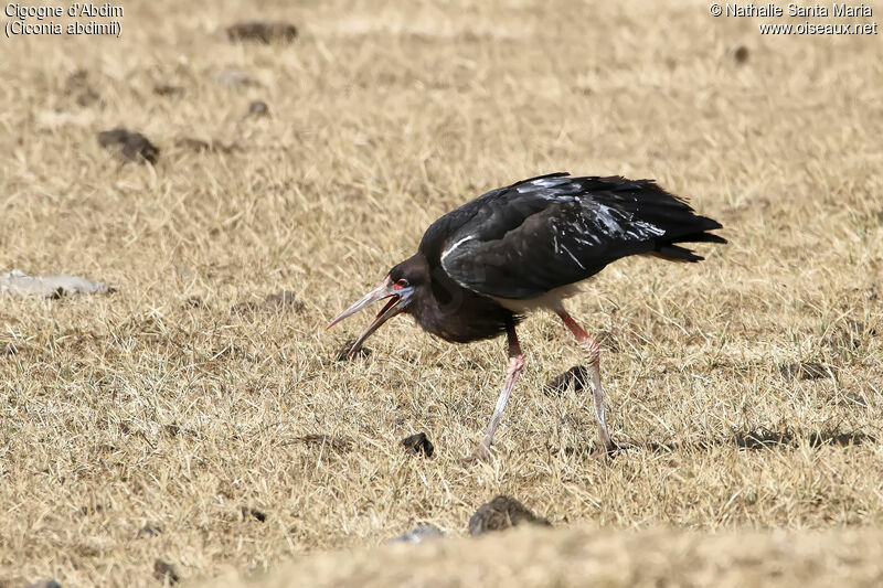 Abdim's Storkadult, identification, habitat, fishing/hunting