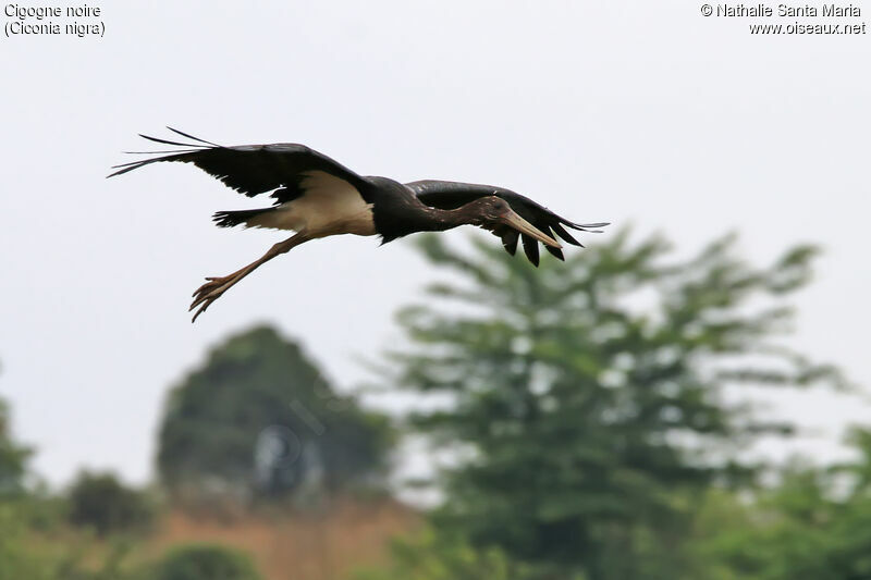 Cigogne noireimmature, identification, habitat, Vol