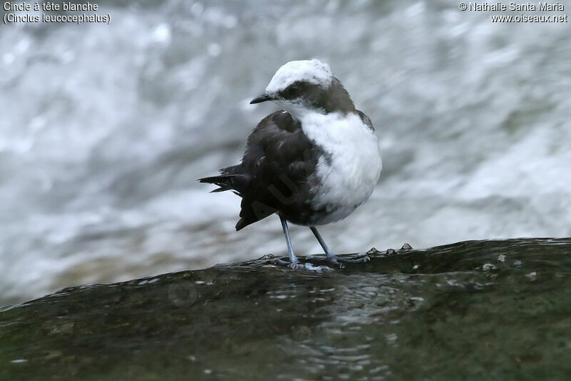 White-capped Dipperadult, identification