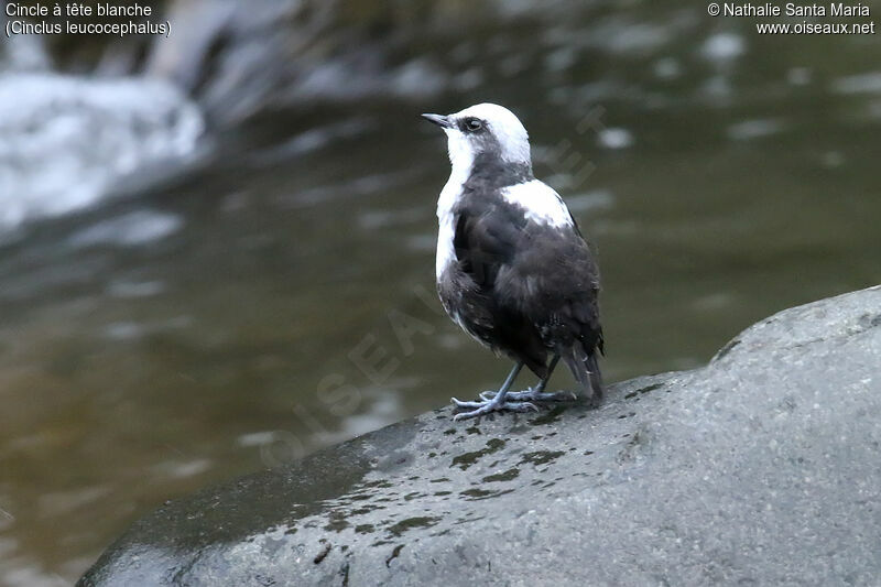 White-capped Dipperadult, identification