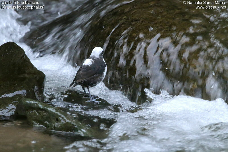 Cincle à tête blancheadulte, identification, pêche/chasse