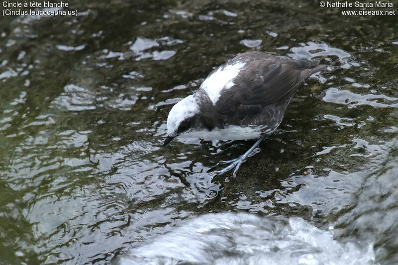 Cincle à tête blancheadulte, identification, pêche/chasse