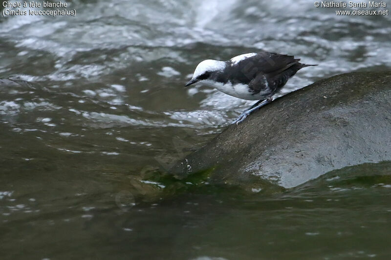 White-capped Dipperadult, identification, fishing/hunting