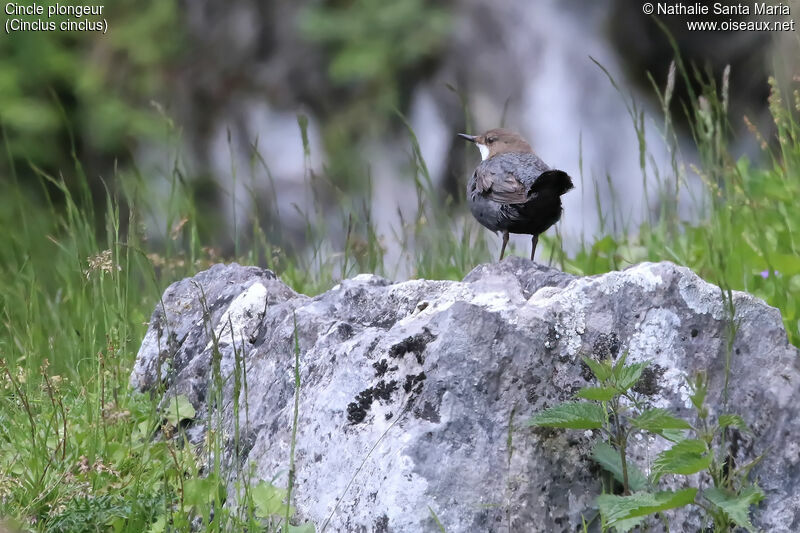 Cincle plongeuradulte, identification, habitat