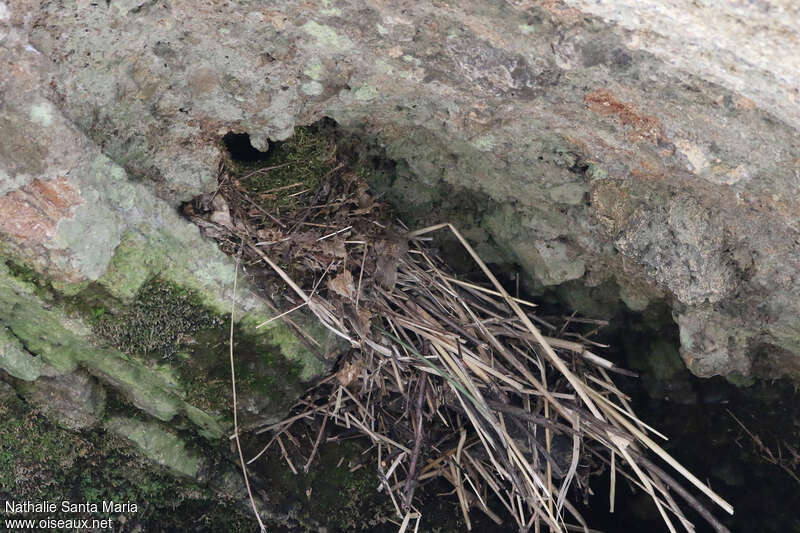 White-throated Dipper, habitat, Reproduction-nesting