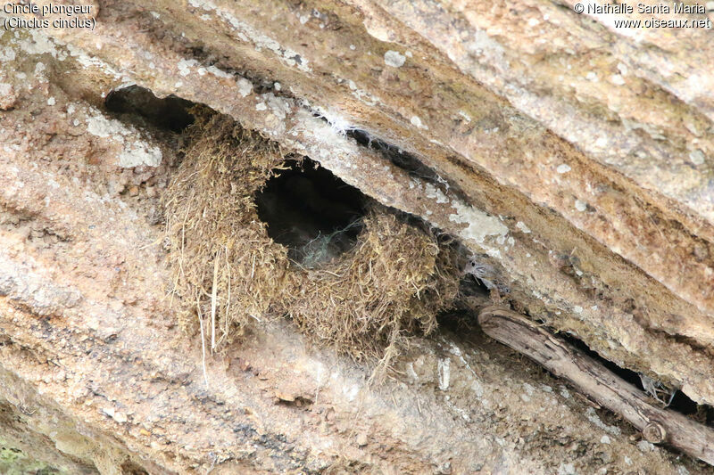 Cincle plongeur, habitat, Nidification