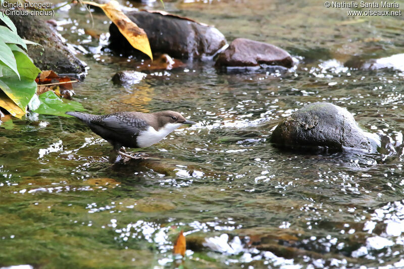 Cincle plongeuradulte, identification, habitat, pêche/chasse