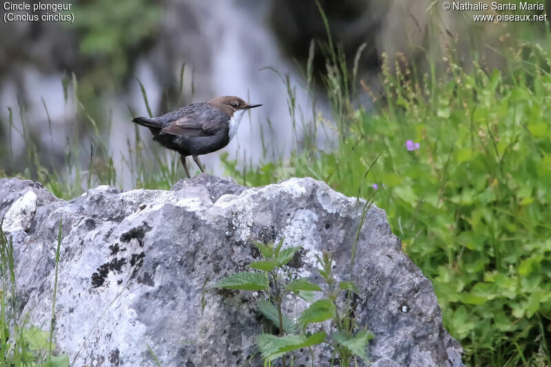 White-throated Dipperadult, identification, habitat