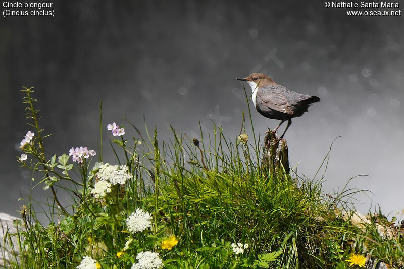 Cincle plongeuradulte, identification, habitat