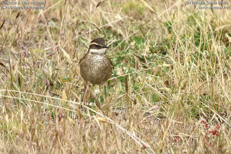 Chestnut-winged Cinclodesadult, identification, walking, fishing/hunting