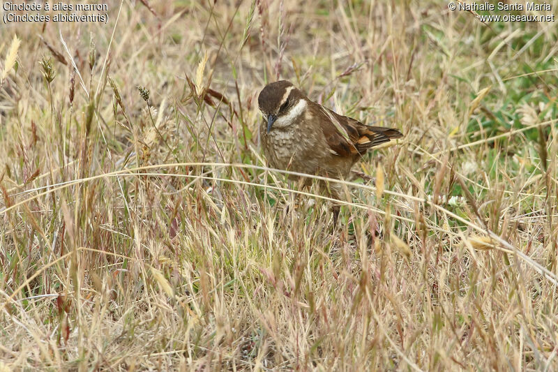 Cinclode à ailes marronadulte, identification, marche, pêche/chasse