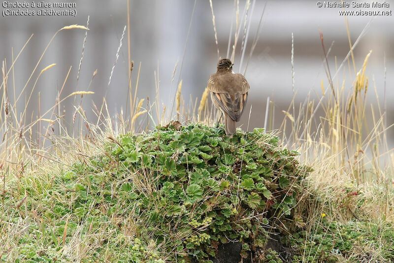 Chestnut-winged Cinclodesadult, habitat