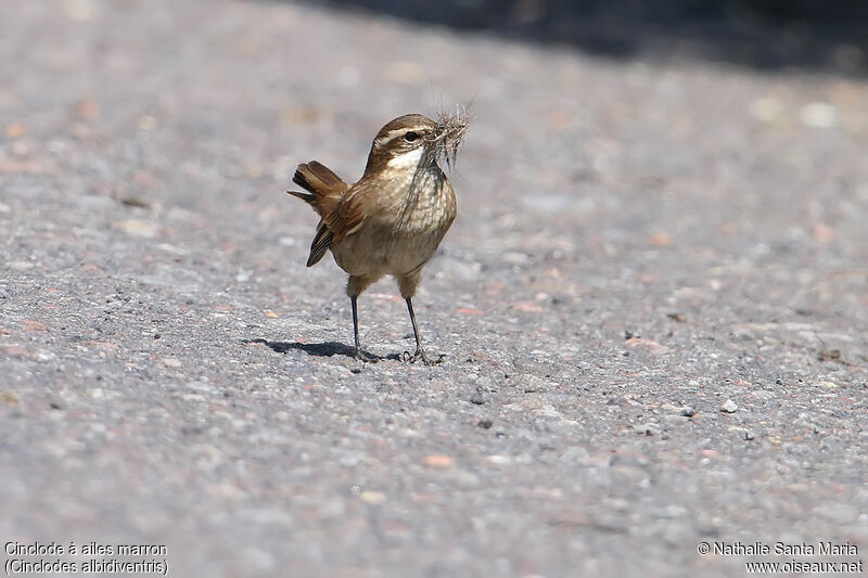 Chestnut-winged Cinclodesadult, identification, Reproduction-nesting