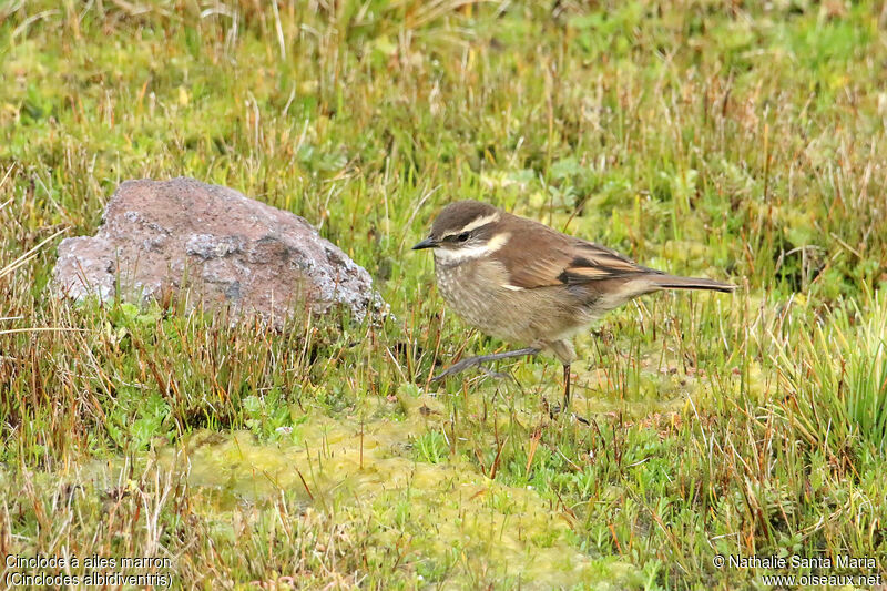 Cinclode à ailes marronadulte, identification, marche, pêche/chasse