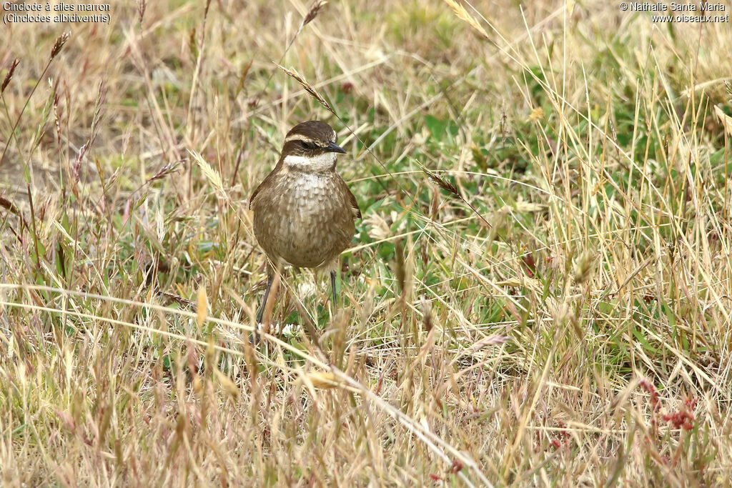 Cinclode à miroir marron