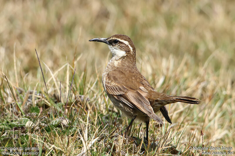 Cinclode du paramoadulte, identification