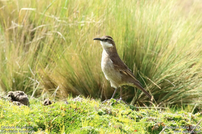 Stout-billed Cinclodesadult, identification, walking, fishing/hunting