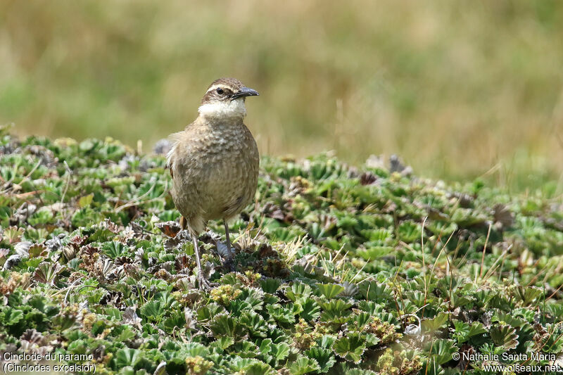 Cinclode du paramoadulte, identification, marche, pêche/chasse