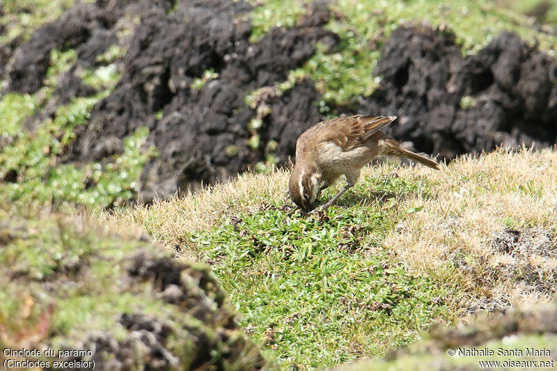 Stout-billed Cinclodesadult, habitat, fishing/hunting