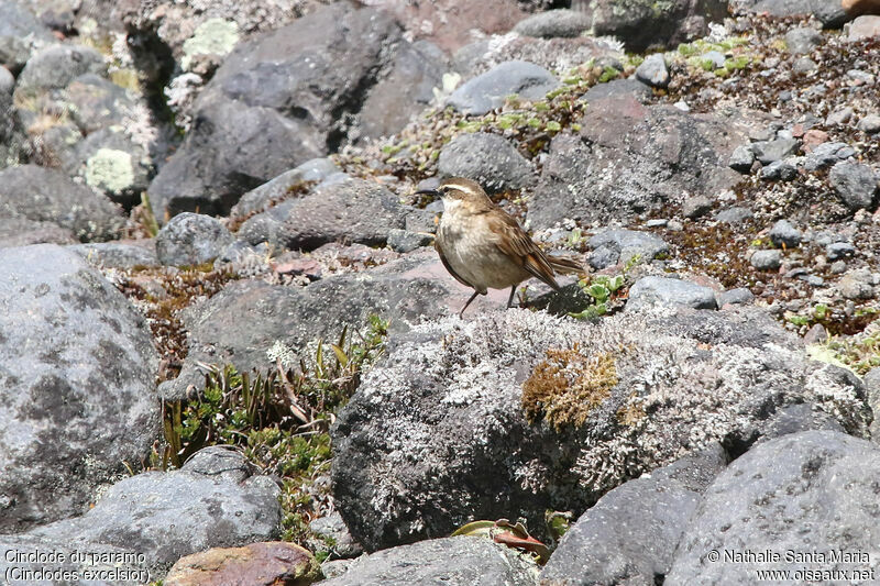 Stout-billed Cinclodesadult, habitat, walking