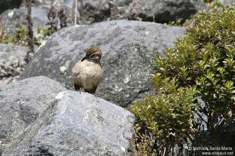 Cinclode du paramoadulte, soins