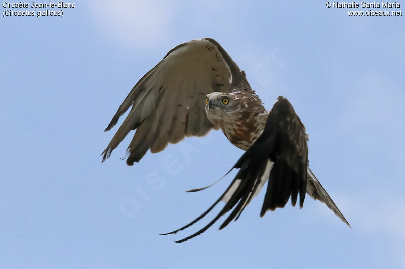 Short-toed Snake Eagleimmature, Flight