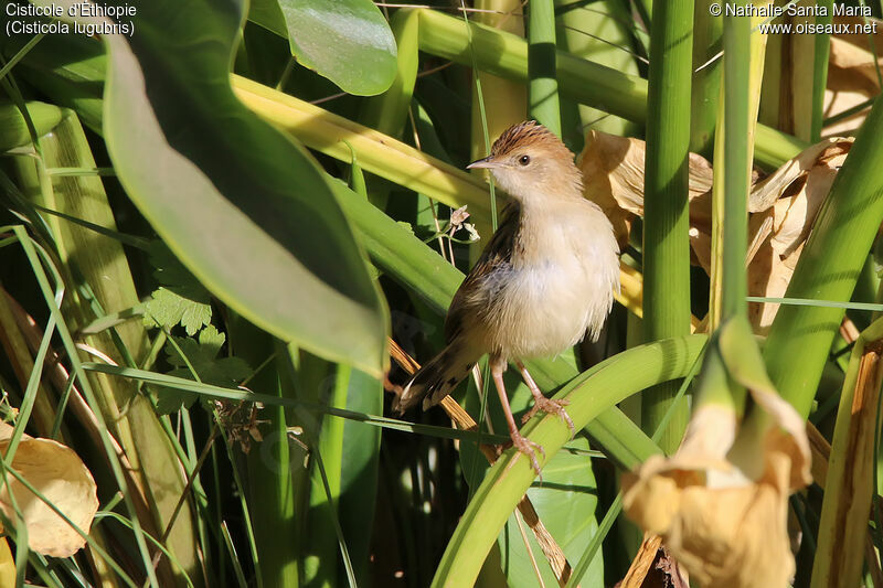 Cisticole d'Éthiopieadulte, identification, habitat