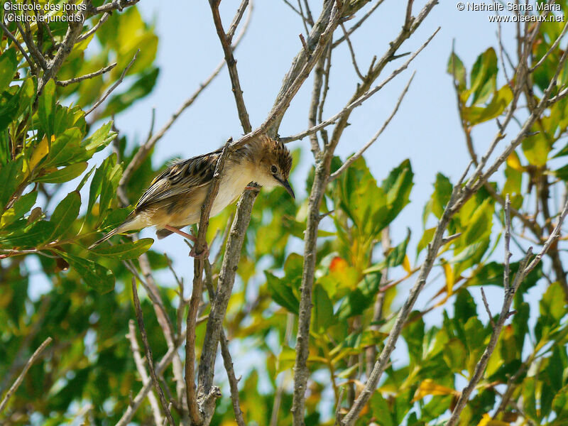 Zitting Cisticolaadult breeding, Behaviour