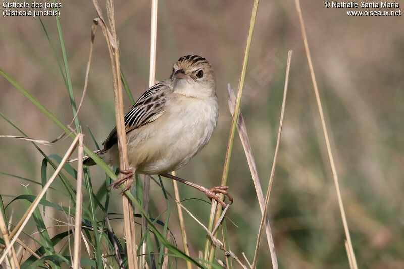 Zitting Cisticolaadult, identification, habitat, Behaviour