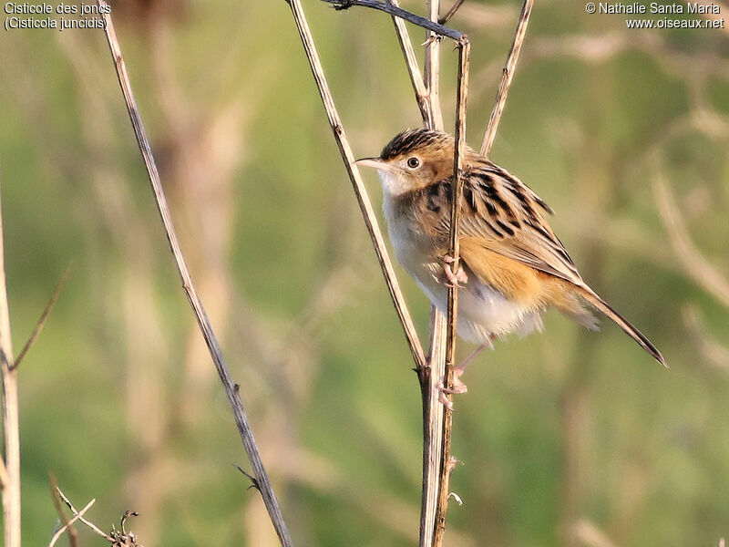 Zitting Cisticolaadult post breeding, identification, Behaviour