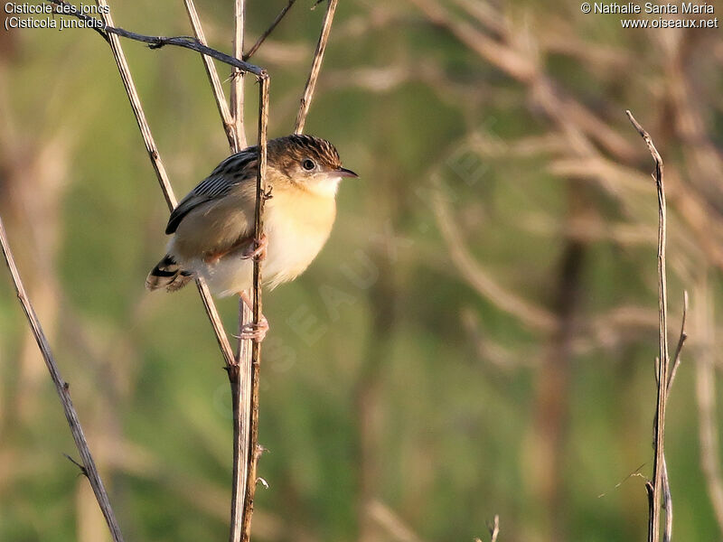 Zitting Cisticolaadult post breeding, Behaviour