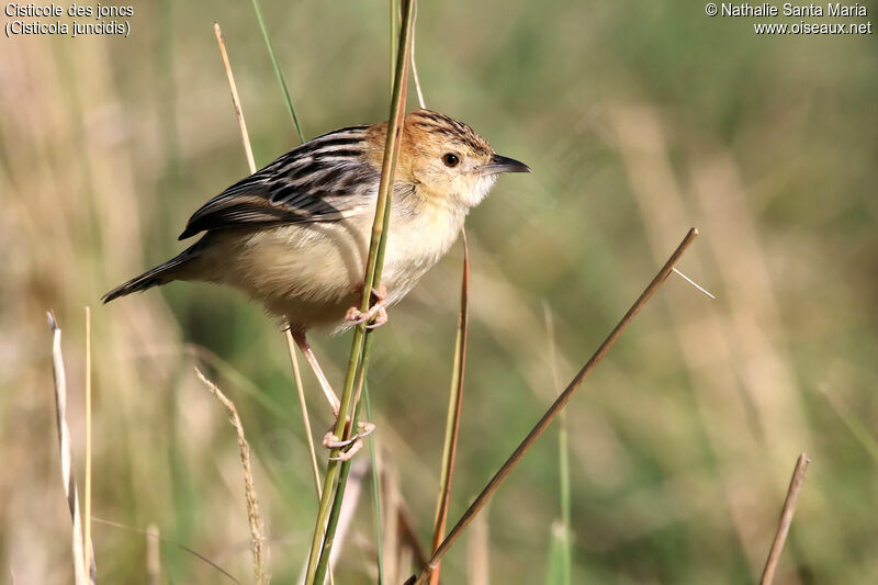 Cisticole des joncsadulte, identification, habitat, Comportement