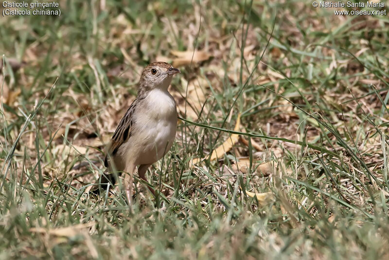 Cisticole grinçanteadulte, identification, habitat, Comportement