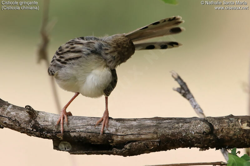 Rattling Cisticolaadult, care, Behaviour