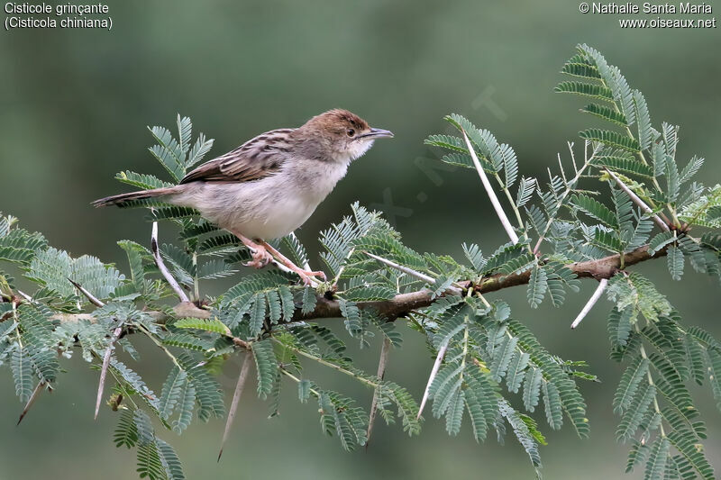 Cisticole grinçanteadulte, identification, habitat