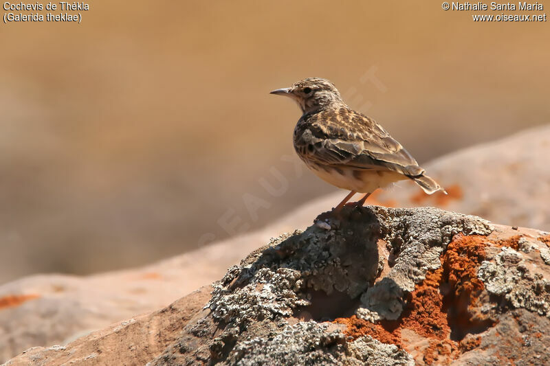 Cochevis de Thékla, identification, habitat