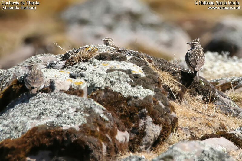 Thekla's Larkadult, habitat