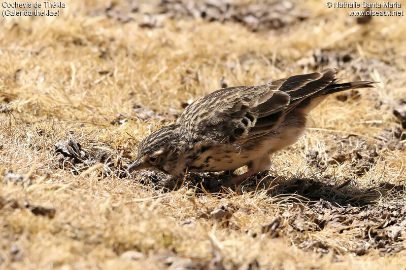 Cochevis de Théklaadulte, identification, pêche/chasse