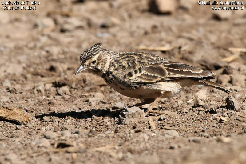 Cochevis de Théklaadulte, identification, habitat