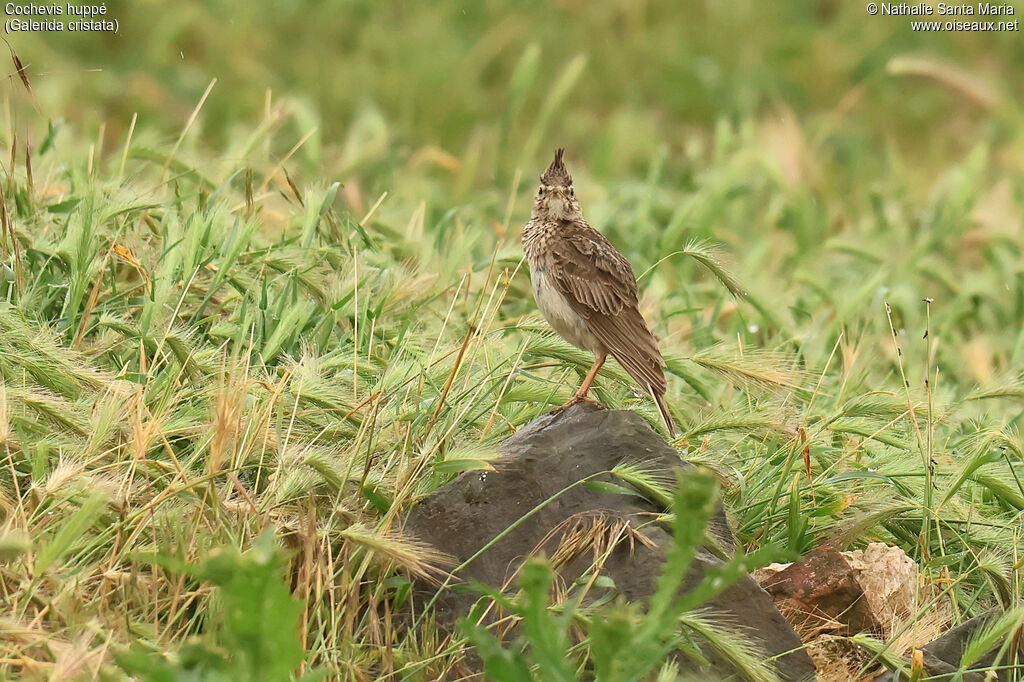 Cochevis huppé