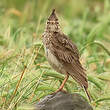 Cochevis huppé